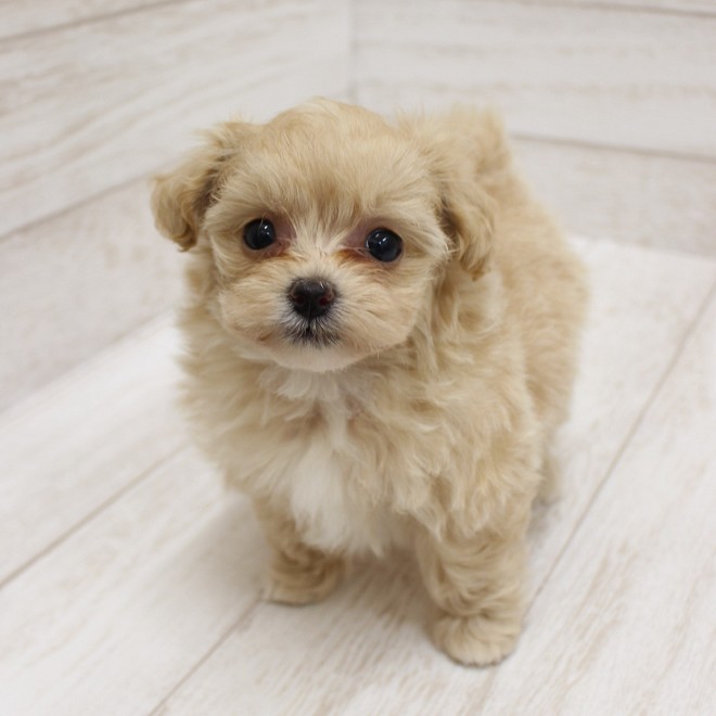 千葉県のポメプー(ポメラニアン×プードル) (ペピカファミリー松戸店/2026年2月13日生まれ/女の子/アプリコット)の子犬の2枚目の画像