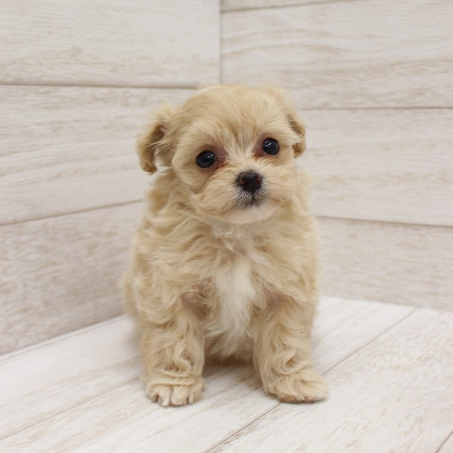 千葉県のポメプー(ポメラニアン×プードル) (ペピカファミリー松戸店/2026年2月13日生まれ/女の子/アプリコット)の子犬の3枚目の画像