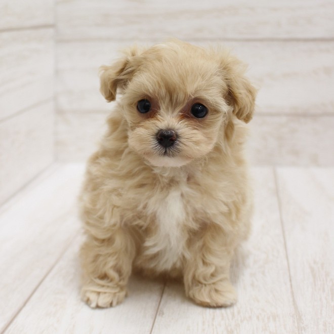 千葉県のポメプー(ポメラニアン×プードル) (ペピカファミリー松戸店/2026年2月13日生まれ/女の子/アプリコット)の子犬の4枚目の画像