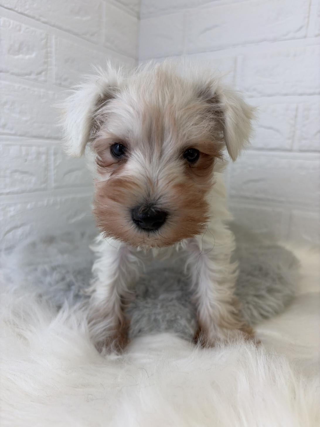 東京都のミニチュアシュナウザー (ペットショップcoco東京港区店/2026年2月9日生まれ/男の子/ホワイト)の子犬