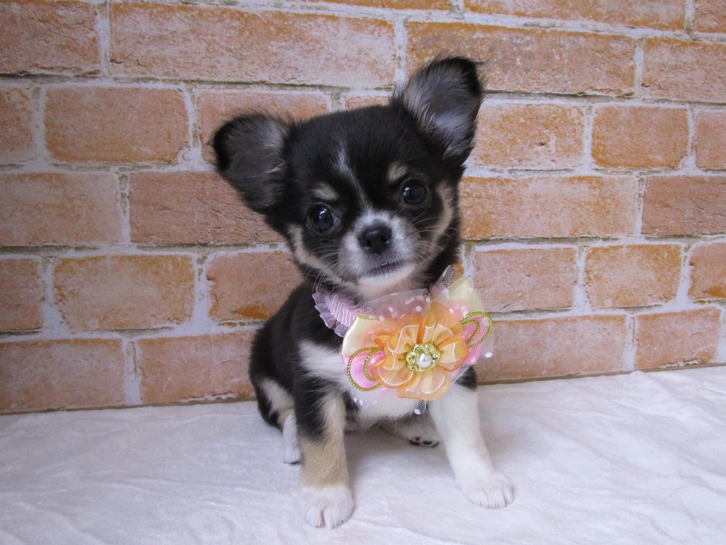 宮城県のチワワ(ロング) (ズーズーカンパニー 八乙女店/2025年8月25日生まれ/女の子/ブラックタンホワイト)の子犬の1枚目の画像