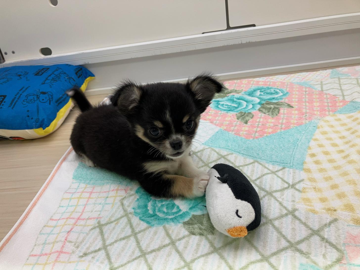 宮城県のチワワ(ロング) (ズーズーカンパニー 八乙女店/2025年8月25日生まれ/女の子/ブラックタンホワイト)の子犬の2枚目の画像