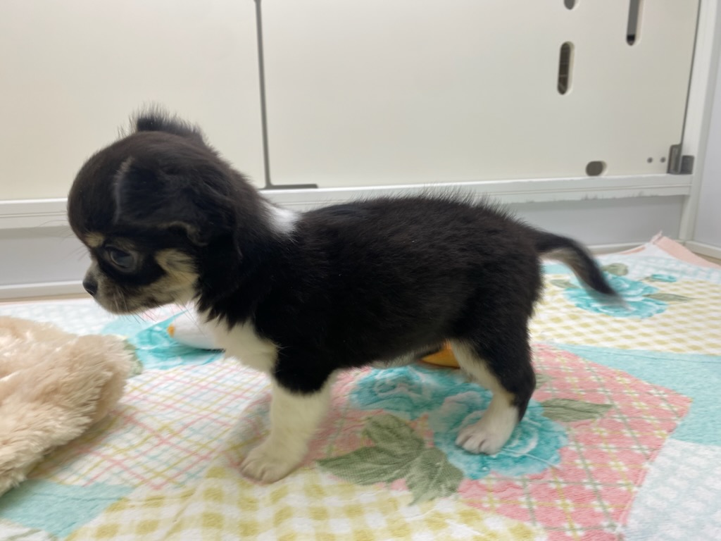 宮城県のチワワ(ロング) (ズーズーカンパニー 八乙女店/2025年8月25日生まれ/女の子/ブラックタンホワイト)の子犬の3枚目の画像