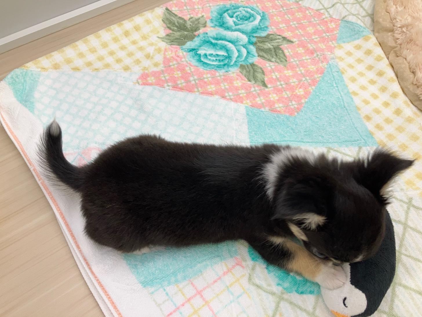 宮城県のチワワ(ロング) (ズーズーカンパニー 八乙女店/2025年8月25日生まれ/女の子/ブラックタンホワイト)の子犬の4枚目の画像