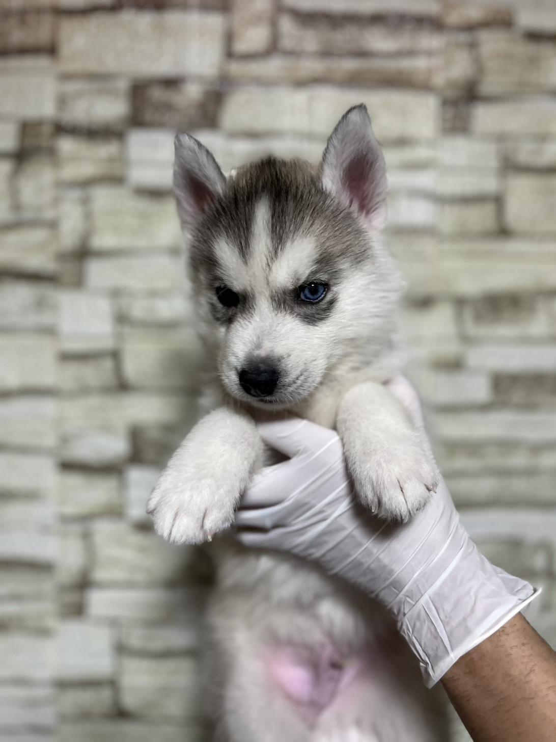 埼玉県のシベリアンハスキー (ペッツスマイル加須インター店/2025年10月18日生まれ/男の子/シルバーホワイト)の子犬の1枚目の画像