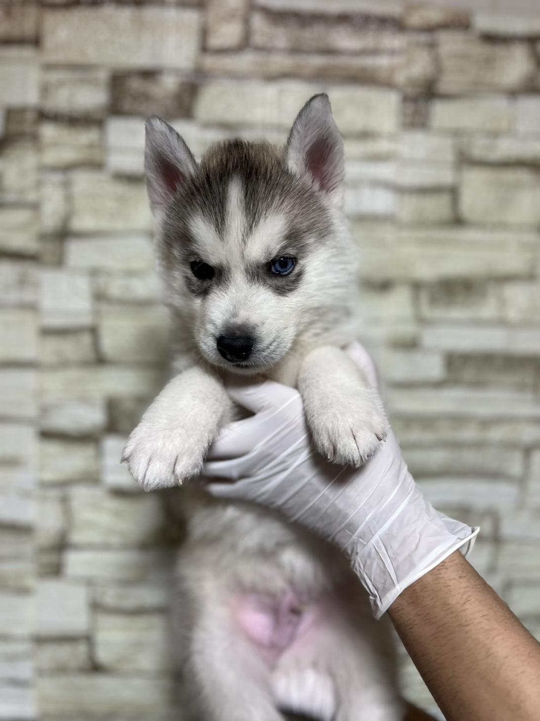 埼玉県のシベリアンハスキー (ペッツスマイル加須インター店/2025年10月18日生まれ/男の子/シルバーホワイト)の子犬の2枚目の画像