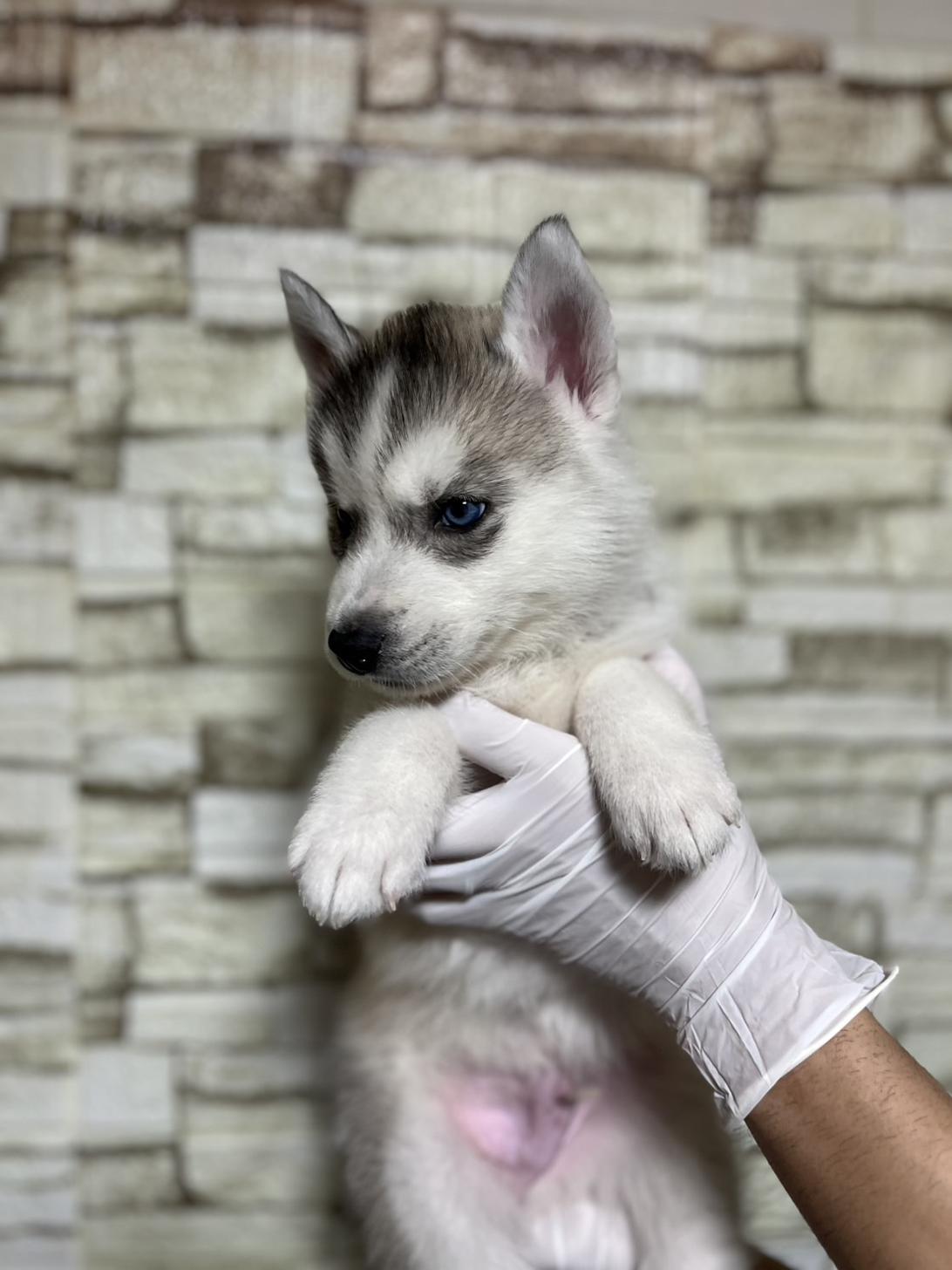 埼玉県のシベリアンハスキー (ペッツスマイル加須インター店/2025年10月18日生まれ/男の子/シルバーホワイト)の子犬の3枚目の画像