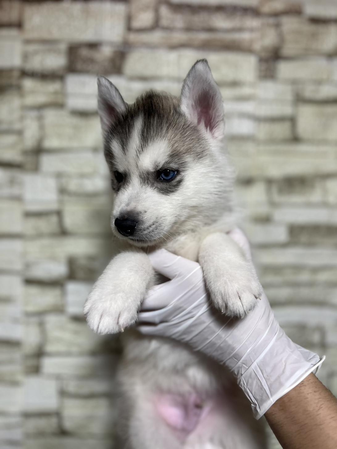 埼玉県のシベリアンハスキー (ペッツスマイル加須インター店/2025年10月18日生まれ/男の子/シルバーホワイト)の子犬の4枚目の画像