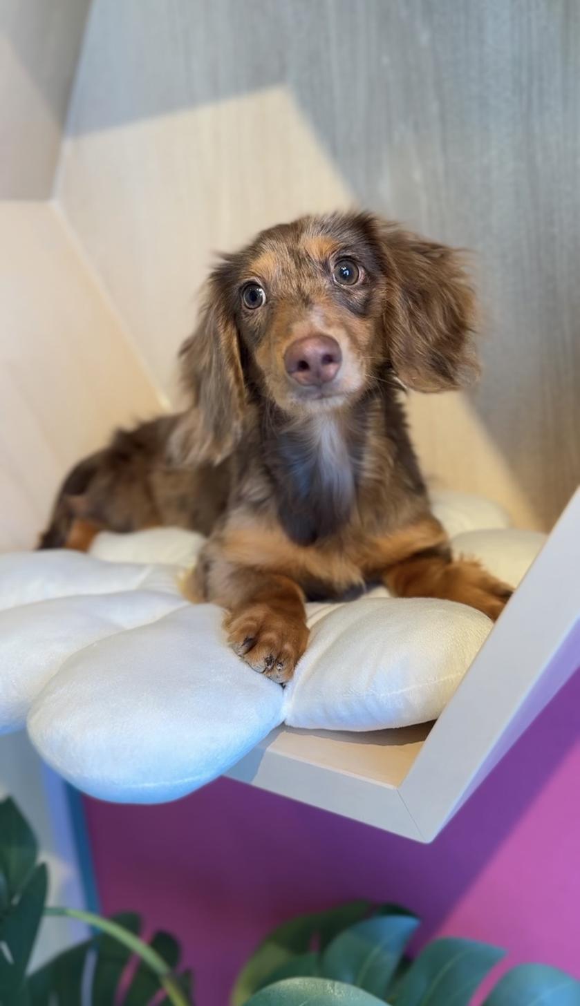 埼玉県のミニチュアダックスフンド(ロング) (PET SHOP Tiny tales/2025年5月25日生まれ/男の子/チョコレートダップル)の子犬の1枚目の画像