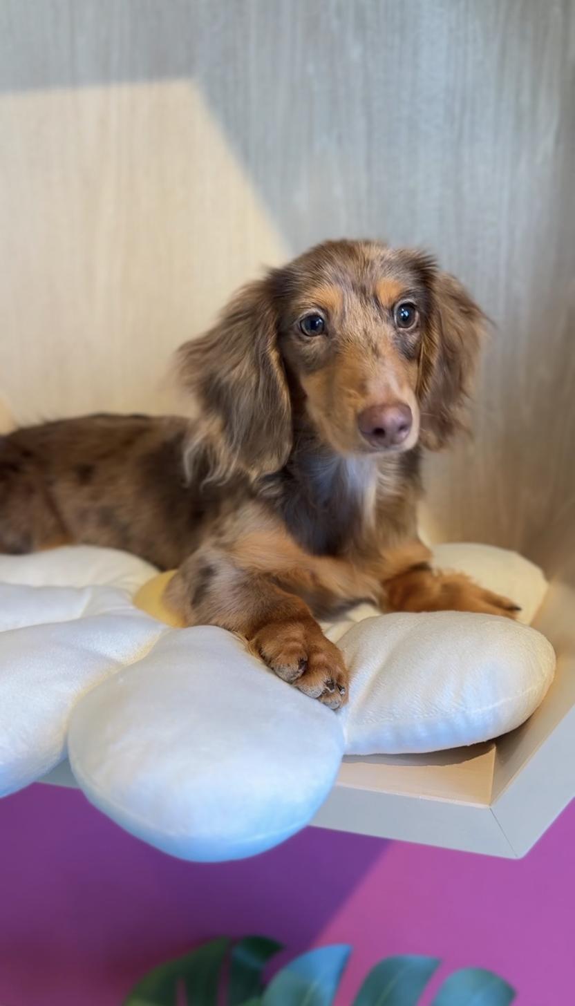埼玉県のミニチュアダックスフンド(ロング) (PET SHOP Tiny tales/2025年5月25日生まれ/男の子/チョコレートダップル)の子犬の2枚目の画像