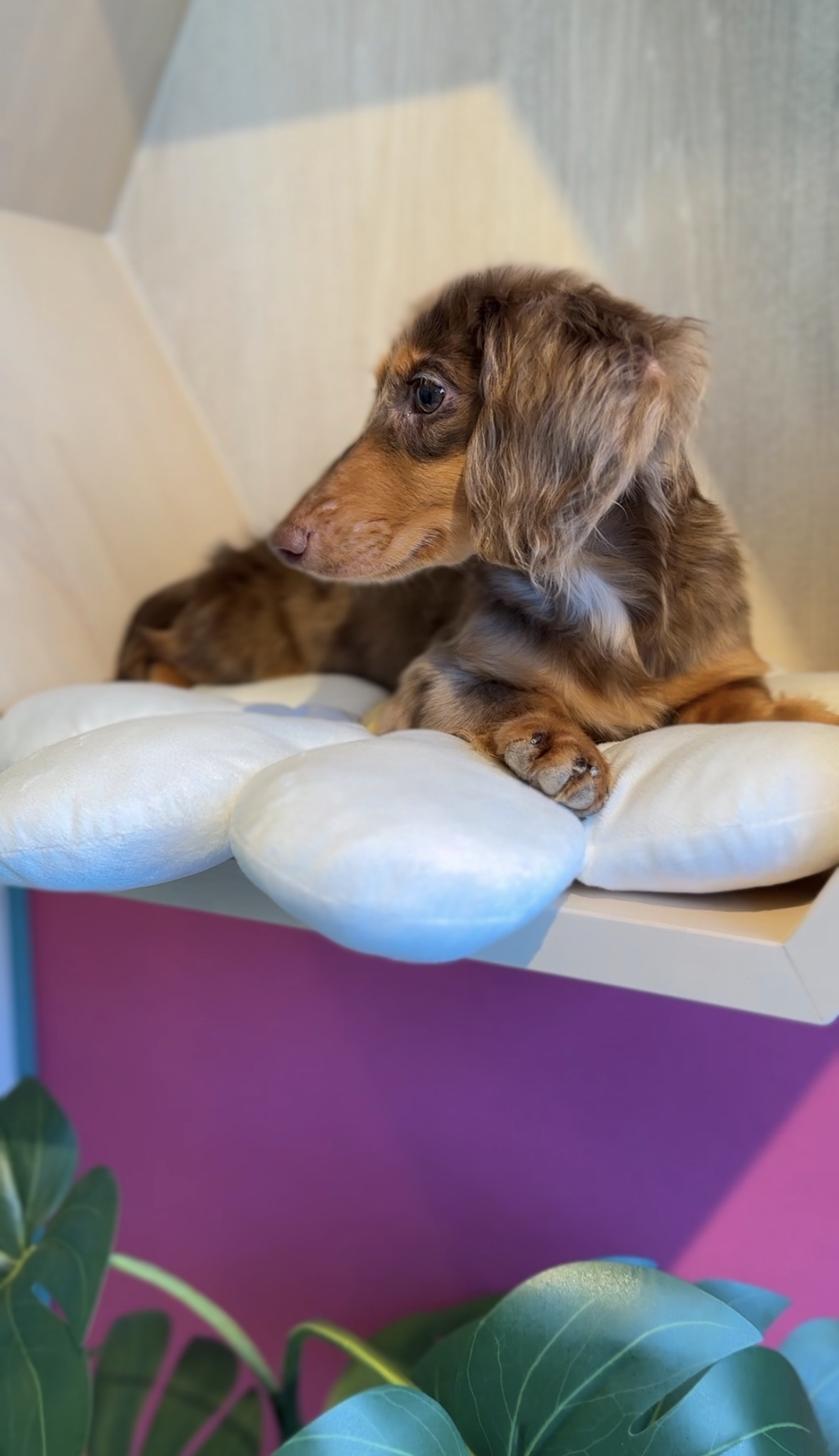 埼玉県のミニチュアダックスフンド(ロング) (PET SHOP Tiny tales/2025年5月25日生まれ/男の子/チョコレートダップル)の子犬の3枚目の画像