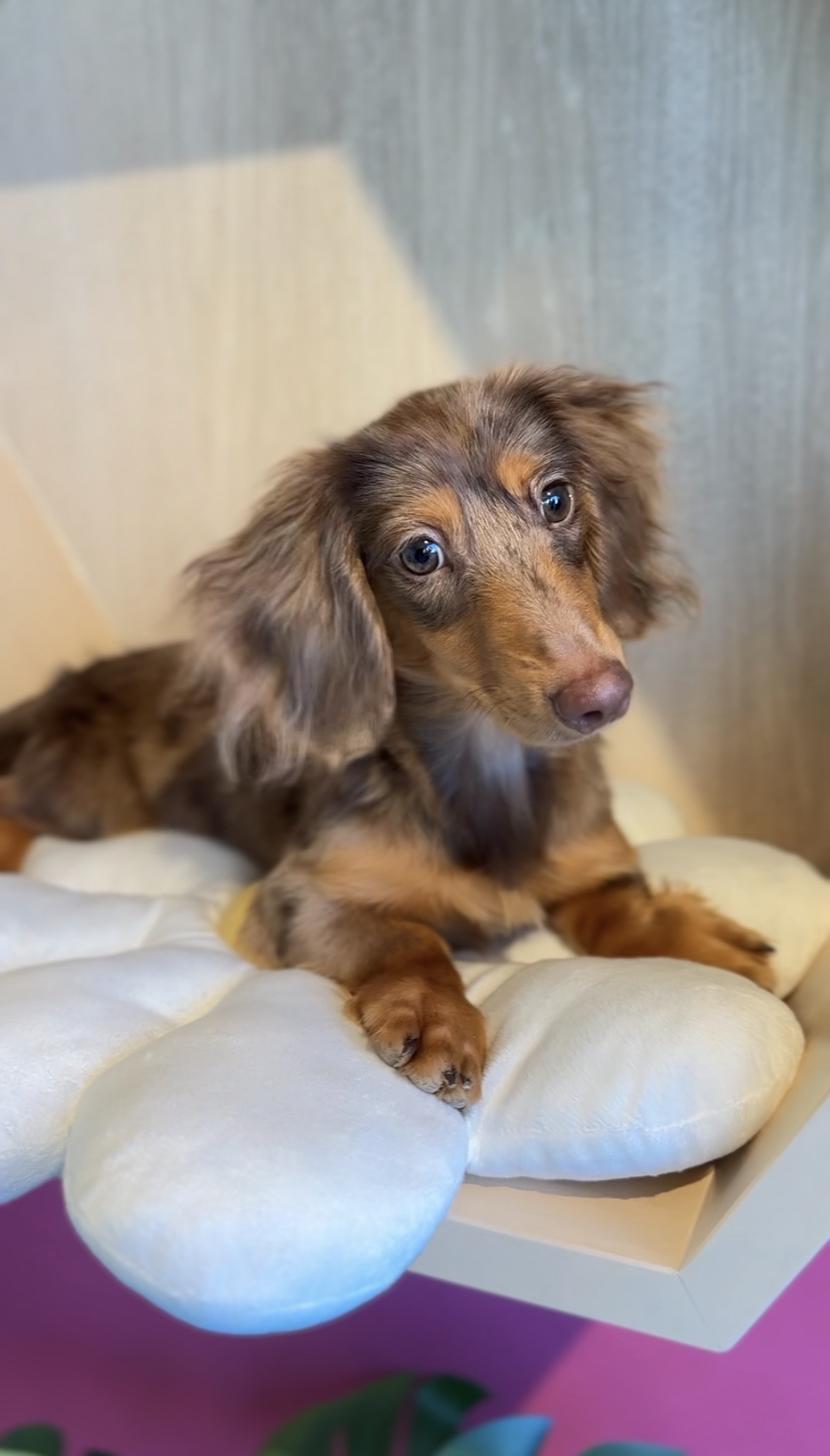 埼玉県のミニチュアダックスフンド(ロング) (PET SHOP Tiny tales/2025年5月25日生まれ/男の子/チョコレートダップル)の子犬の4枚目の画像