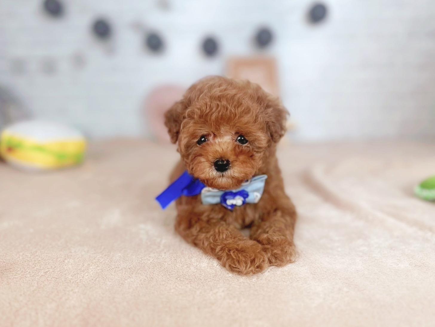 北海道のトイプードル(トイ) (ペットショップだんぼ/2025年5月23日生まれ/男の子/レッド)の子犬の2枚目の画像