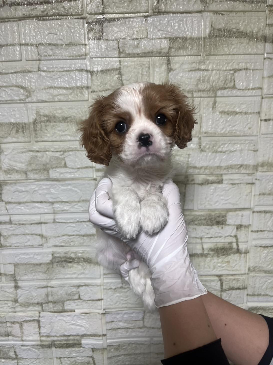 埼玉県のキャバリアキングチャールズスパニエル (ペッツスマイル南中野店/2026年1月19日生まれ/男の子/ブレンハイム)の子犬の1枚目の画像