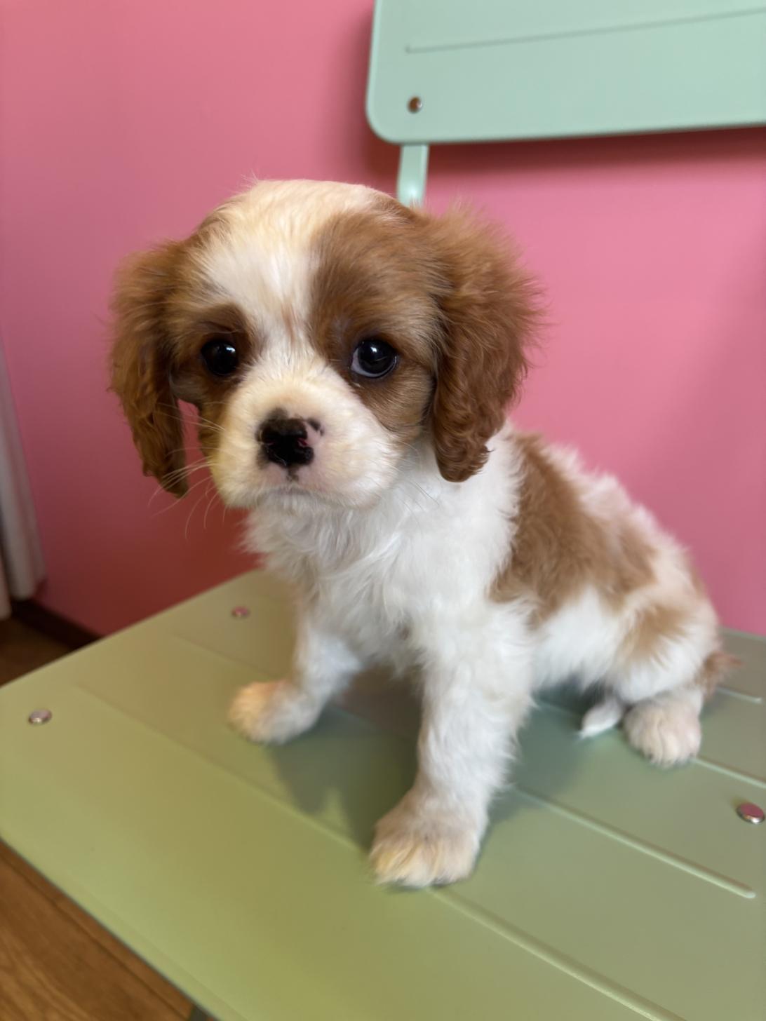 埼玉県のキャバリアキングチャールズスパニエル (ペッツスマイル南中野店/2026年1月19日生まれ/男の子/ブレンハイム)の子犬の1枚目の画像