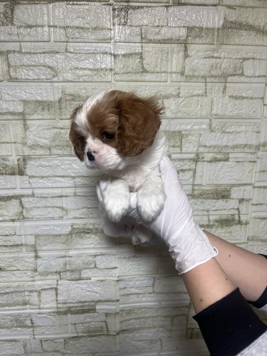 埼玉県のキャバリアキングチャールズスパニエル (ペッツスマイル南中野店/2026年1月19日生まれ/男の子/ブレンハイム)の子犬の2枚目の画像