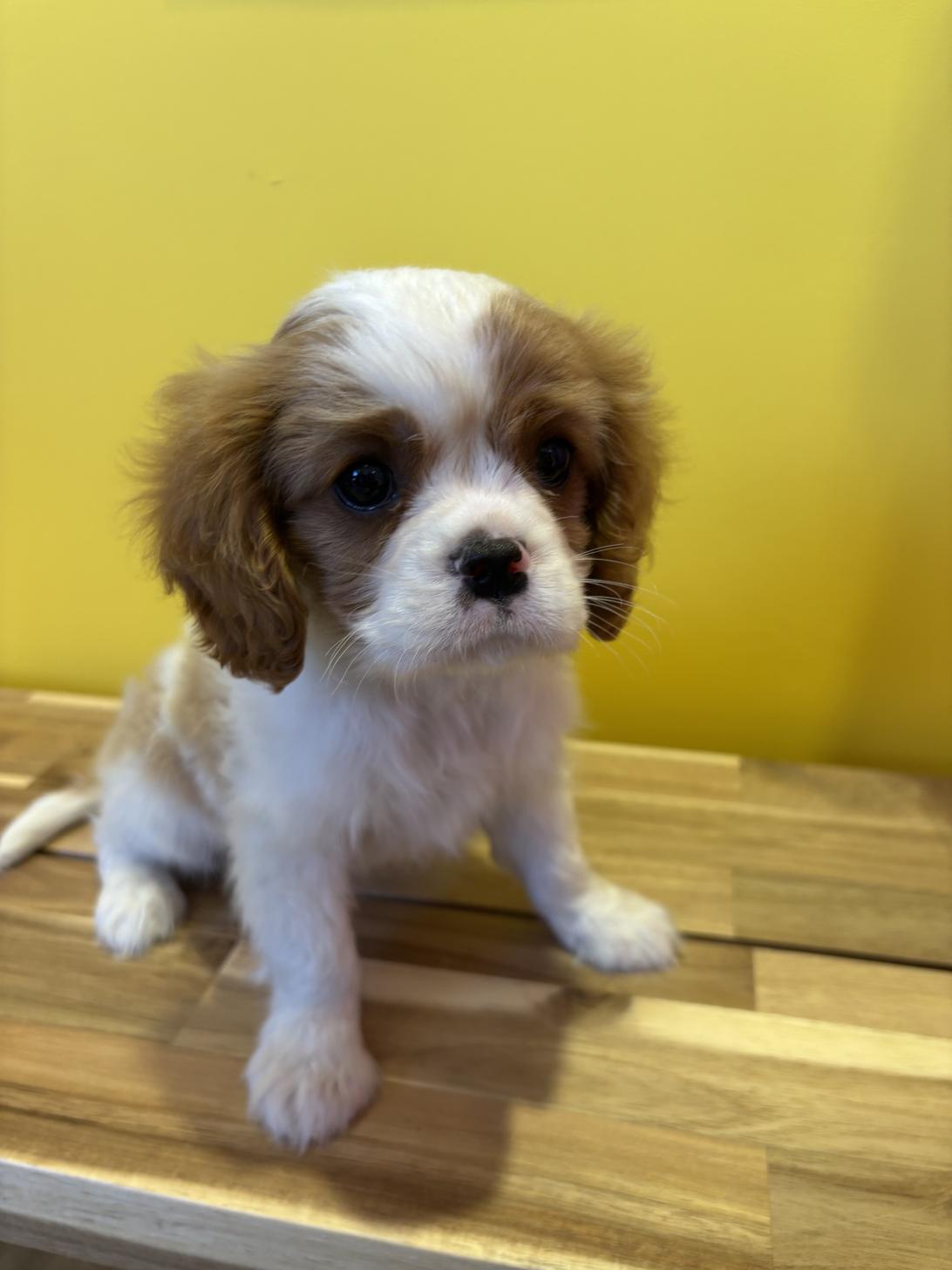 埼玉県のキャバリアキングチャールズスパニエル (ペッツスマイル南中野店/2026年1月19日生まれ/男の子/ブレンハイム)の子犬の2枚目の画像