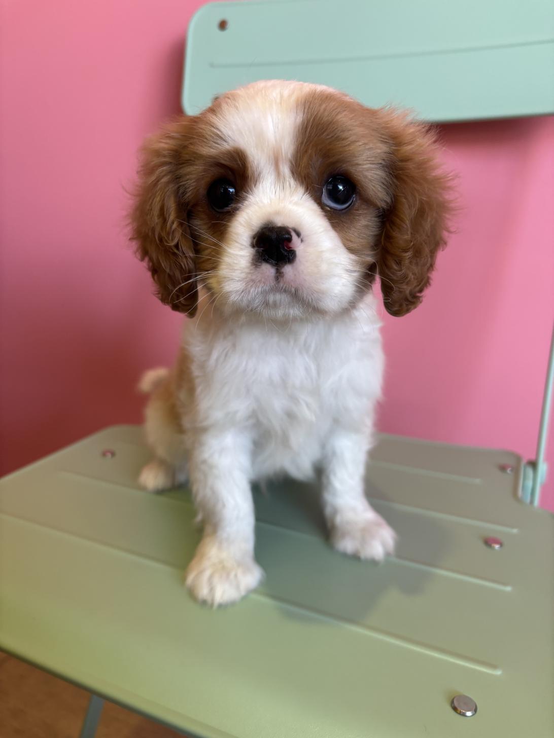 埼玉県のキャバリアキングチャールズスパニエル (ペッツスマイル南中野店/2026年1月19日生まれ/男の子/ブレンハイム)の子犬の3枚目の画像