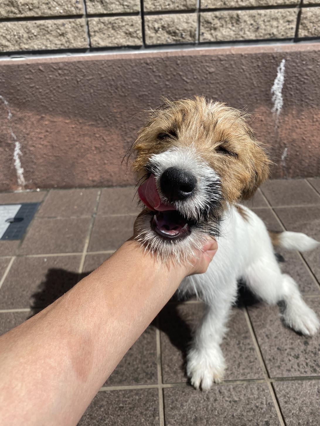 滋賀県のジャックラッセルテリア (ナカニシケンネル/2026年5月11日生まれ/男の子/ホワイトタン)の子犬