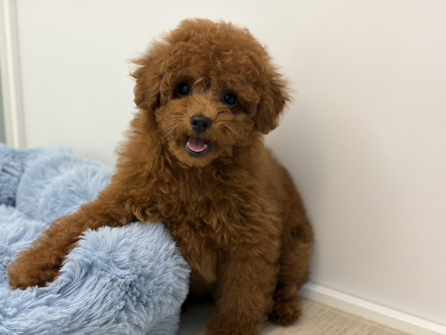 神奈川県のトイプードル(トイ) (Doggy Style 小田原店/2026年1月23日生まれ/女の子/レッド)の子犬の1枚目の画像