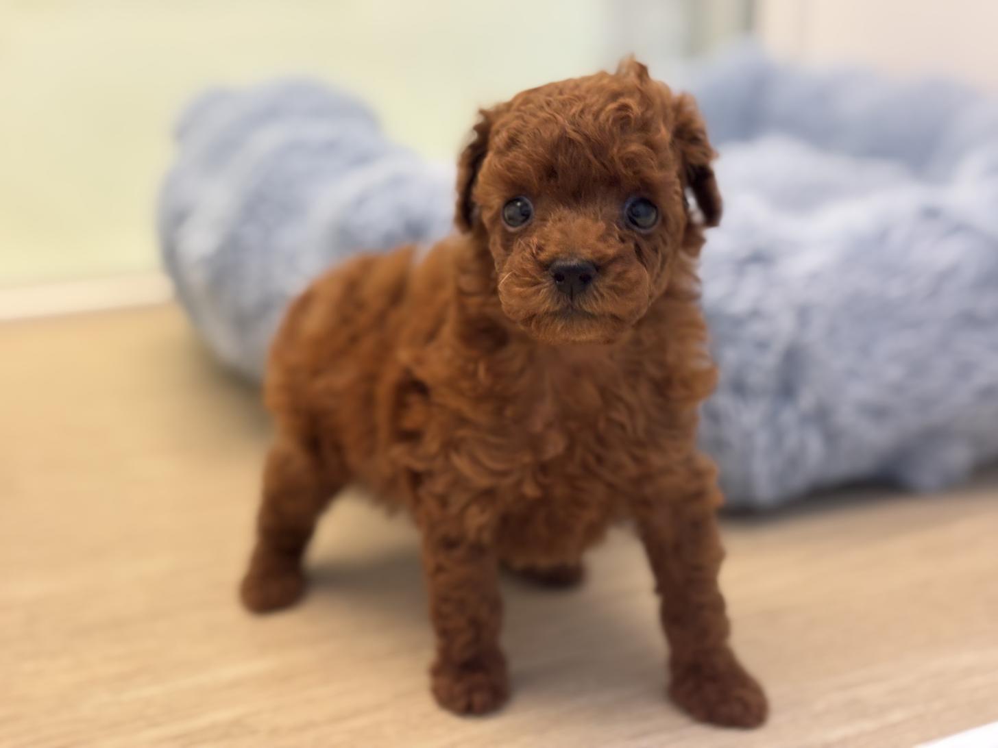 神奈川県のトイプードル(トイ) (Doggy Style 小田原店/2026年1月23日生まれ/女の子/レッド)の子犬の1枚目の画像