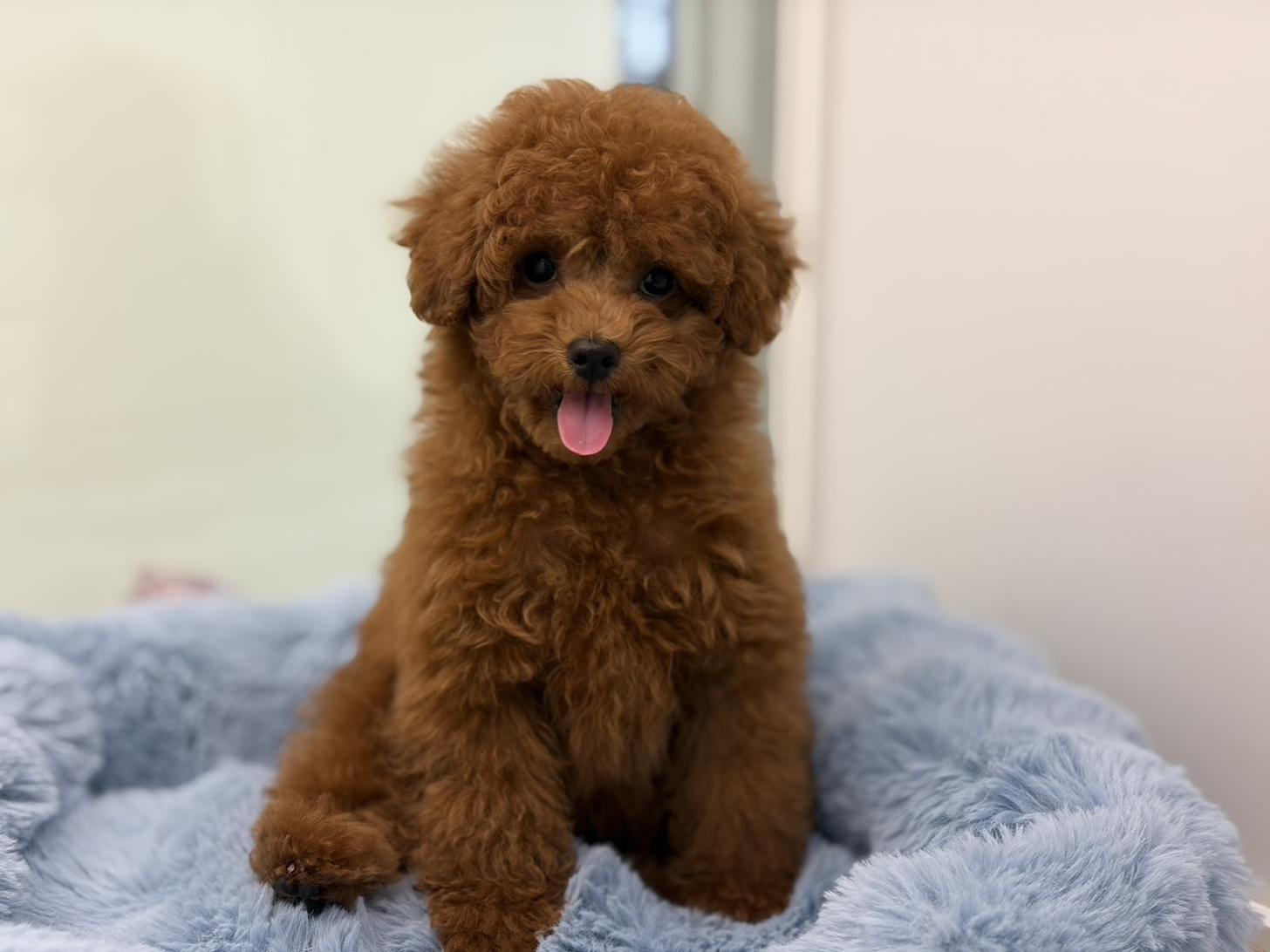 神奈川県のトイプードル(トイ) (Doggy Style 小田原店/2026年1月23日生まれ/女の子/レッド)の子犬の2枚目の画像