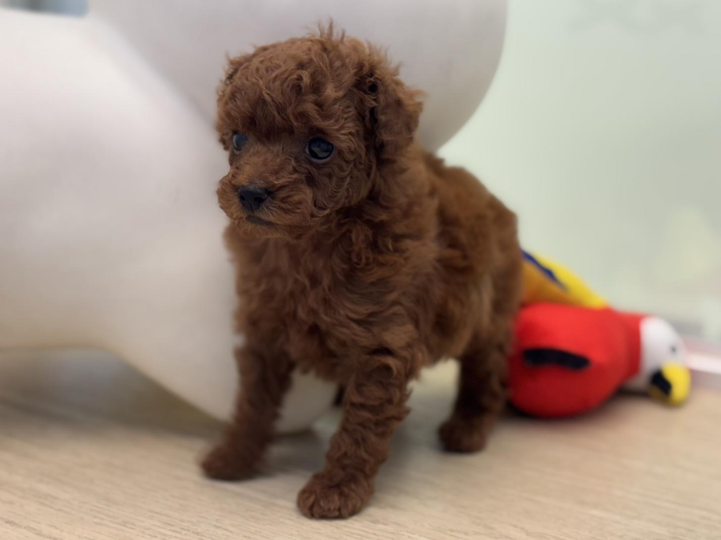 神奈川県のトイプードル(トイ) (Doggy Style 小田原店/2026年1月23日生まれ/女の子/レッド)の子犬の2枚目の画像