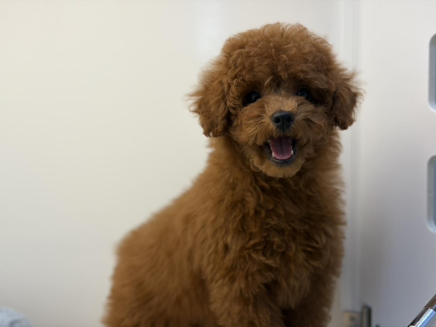 神奈川県のトイプードル(トイ) (Doggy Style 小田原店/2026年1月23日生まれ/女の子/レッド)の子犬の3枚目の画像