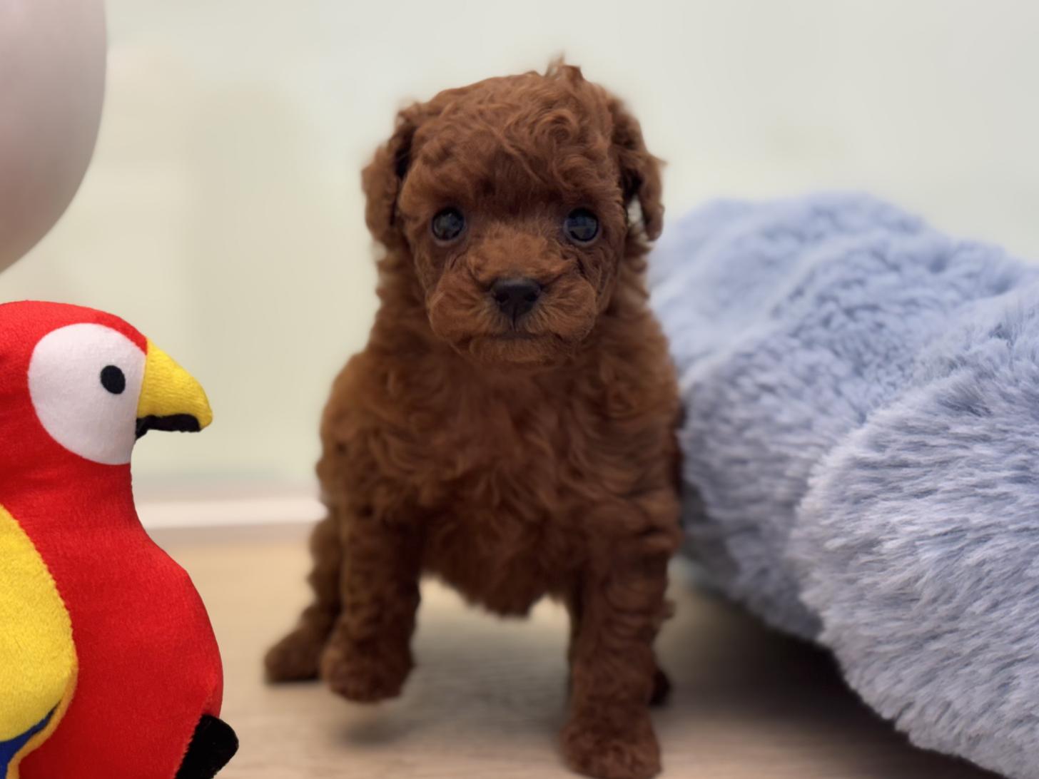 神奈川県のトイプードル(トイ) (Doggy Style 小田原店/2026年1月23日生まれ/女の子/レッド)の子犬の3枚目の画像