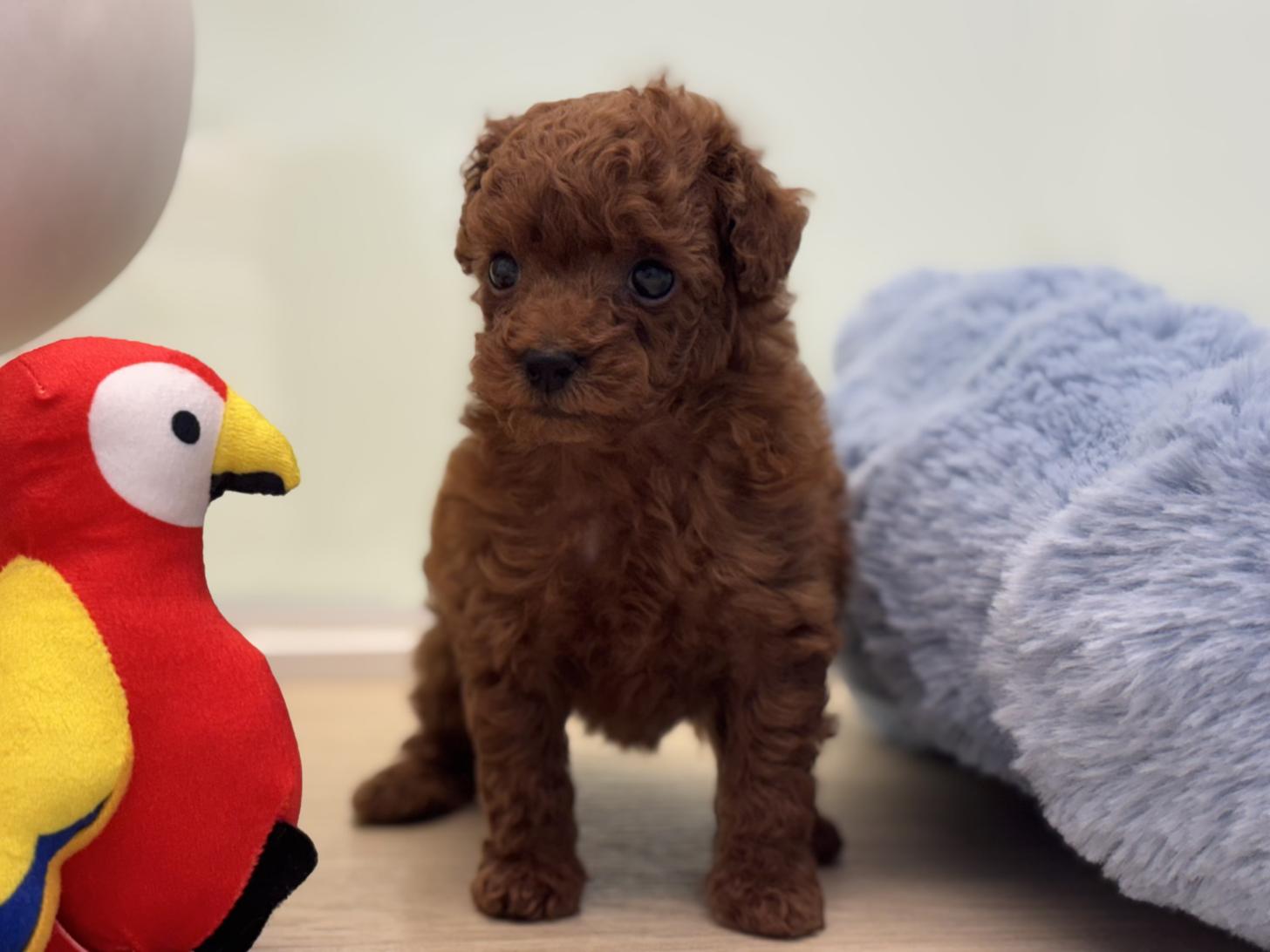 神奈川県のトイプードル(トイ) (Doggy Style 小田原店/2026年1月23日生まれ/女の子/レッド)の子犬の4枚目の画像