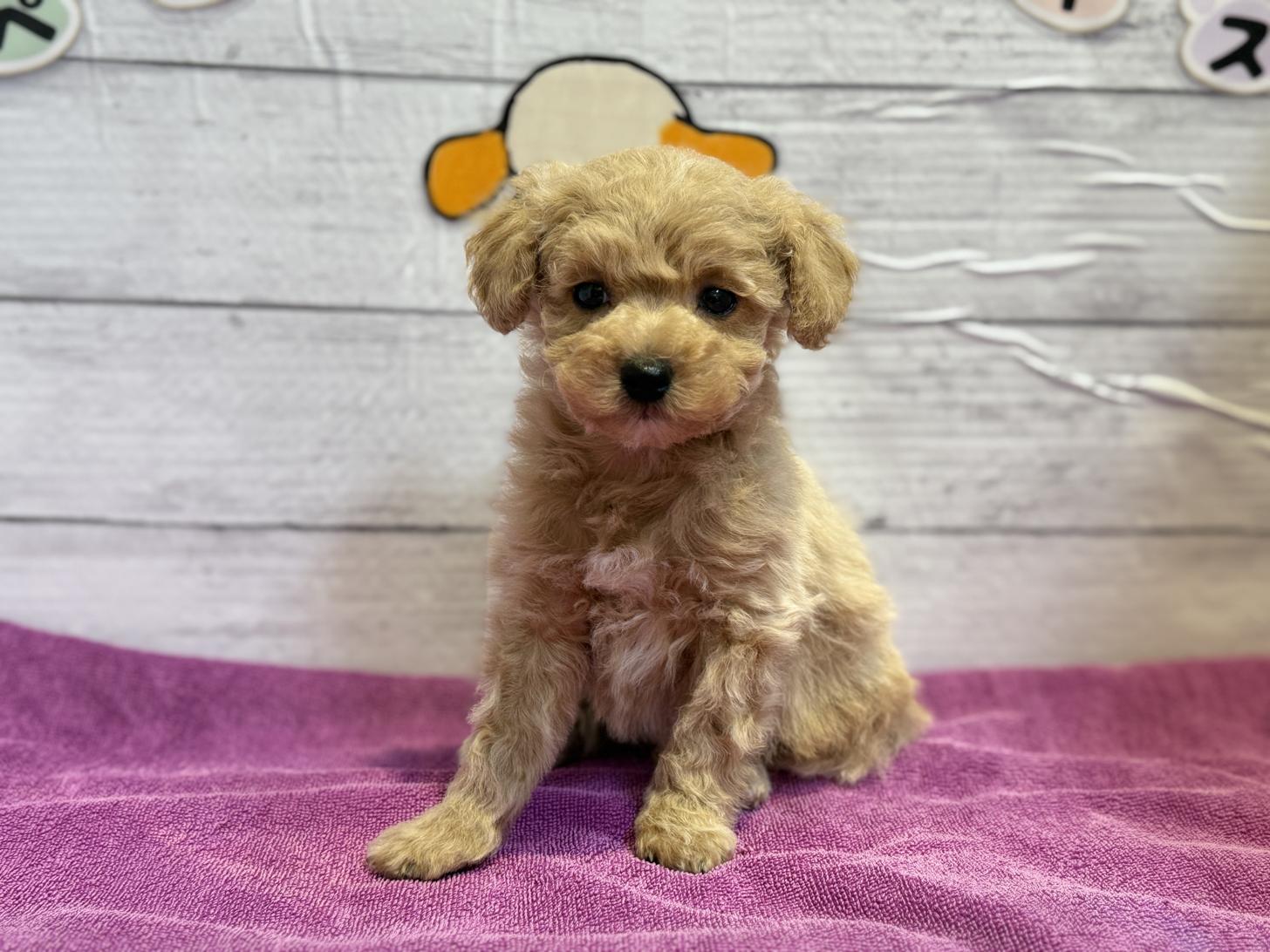 北海道のビションプー(ビションフリーゼ×プードル) (ペットフェイス大谷地店/2025年8月30日生まれ/男の子/クリーム)の子犬の1枚目の画像