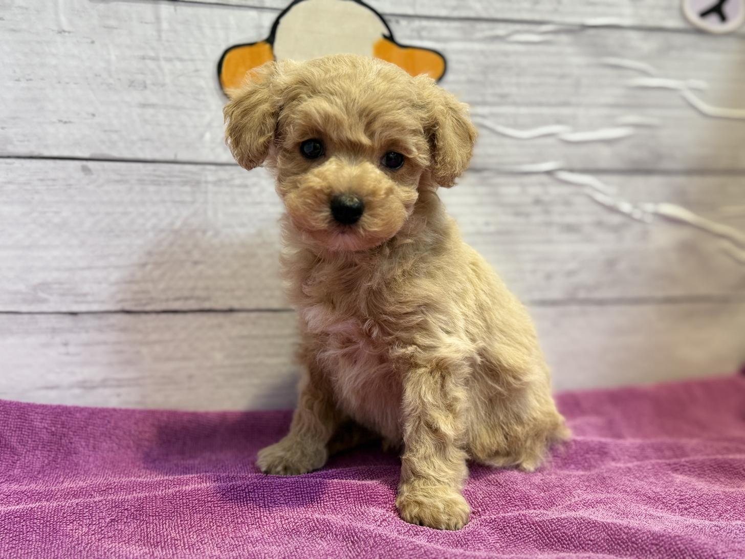 北海道のビションプー(ビションフリーゼ×プードル) (ペットフェイス大谷地店/2025年8月30日生まれ/男の子/クリーム)の子犬の2枚目の画像