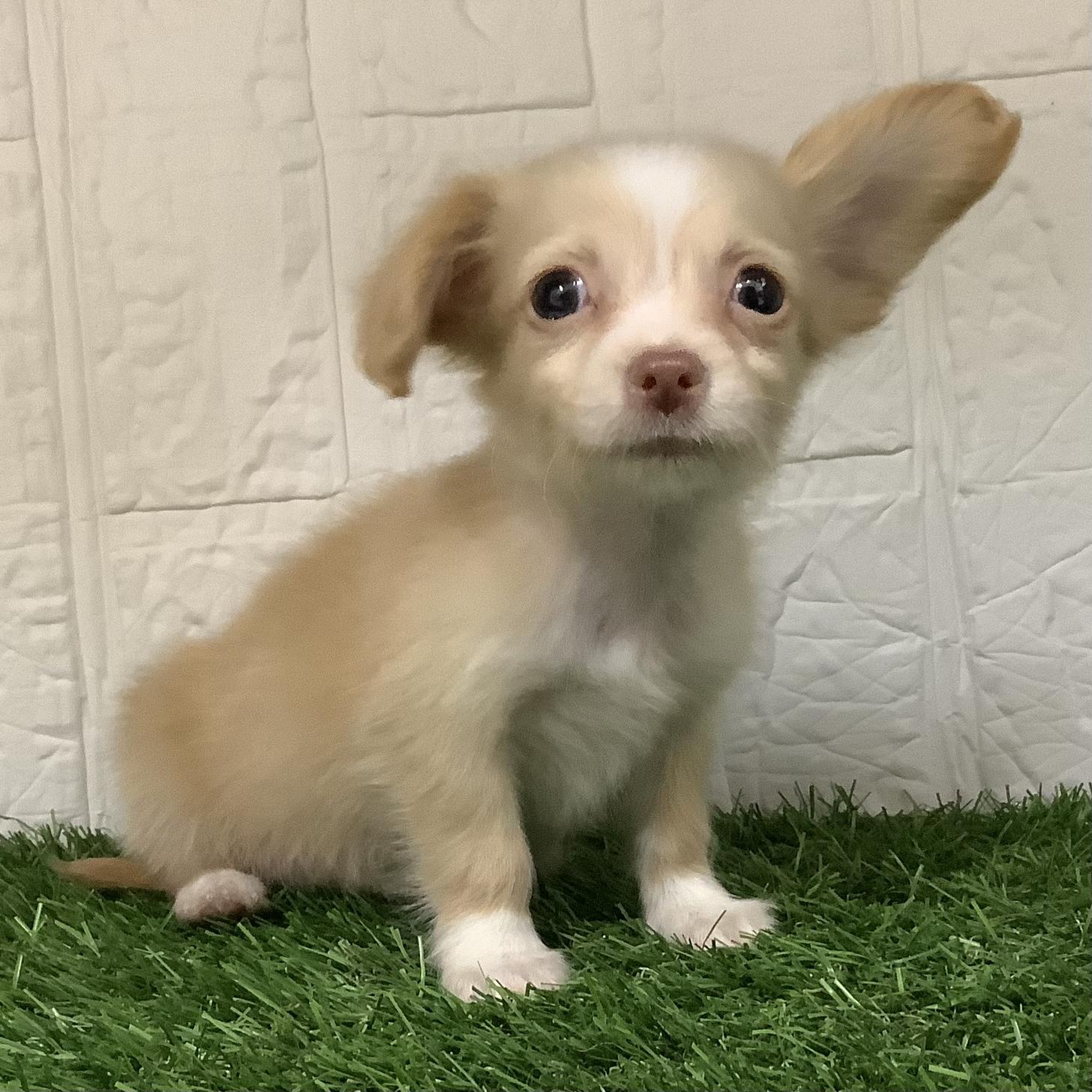福岡県のチワックス(チワワ×ダックス) (ドッグズホーム旗崎店/2026年1月8日生まれ/女の子/クリームホワイト)の子犬