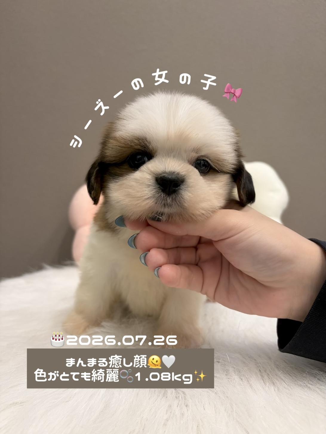 埼玉県のシーズー (PETSHOP FATIS/2026年7月26日生まれ/女の子/ゴールドホワイト)の子犬の1枚目の画像