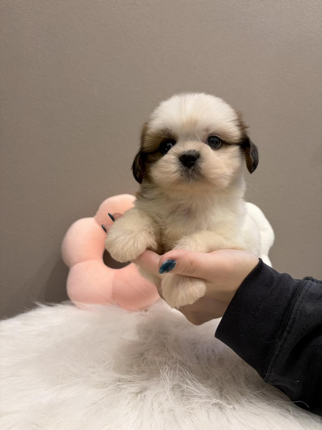 埼玉県のシーズー (PETSHOP FATIS/2026年7月26日生まれ/女の子/ゴールドホワイト)の子犬の4枚目の画像