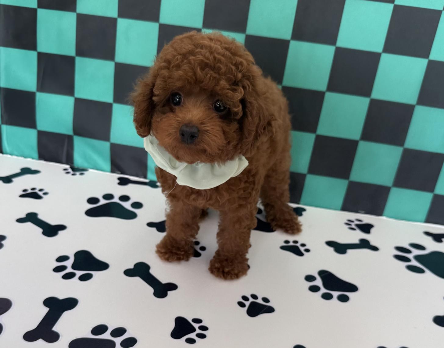 大阪府のタイニープードル (ぱぴぷぺっと大阪店/2025年4月9日生まれ/男の子/レッド)の子犬