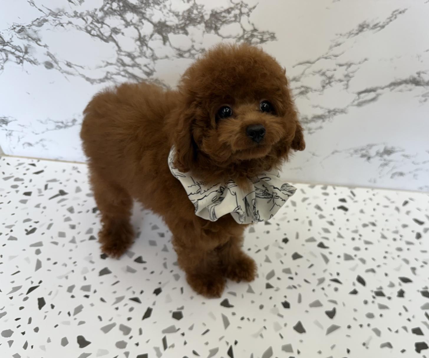 大阪府のタイニープードル (ぱぴぷぺっと大阪店/2025年4月9日生まれ/男の子/レッド)の子犬の2枚目の画像