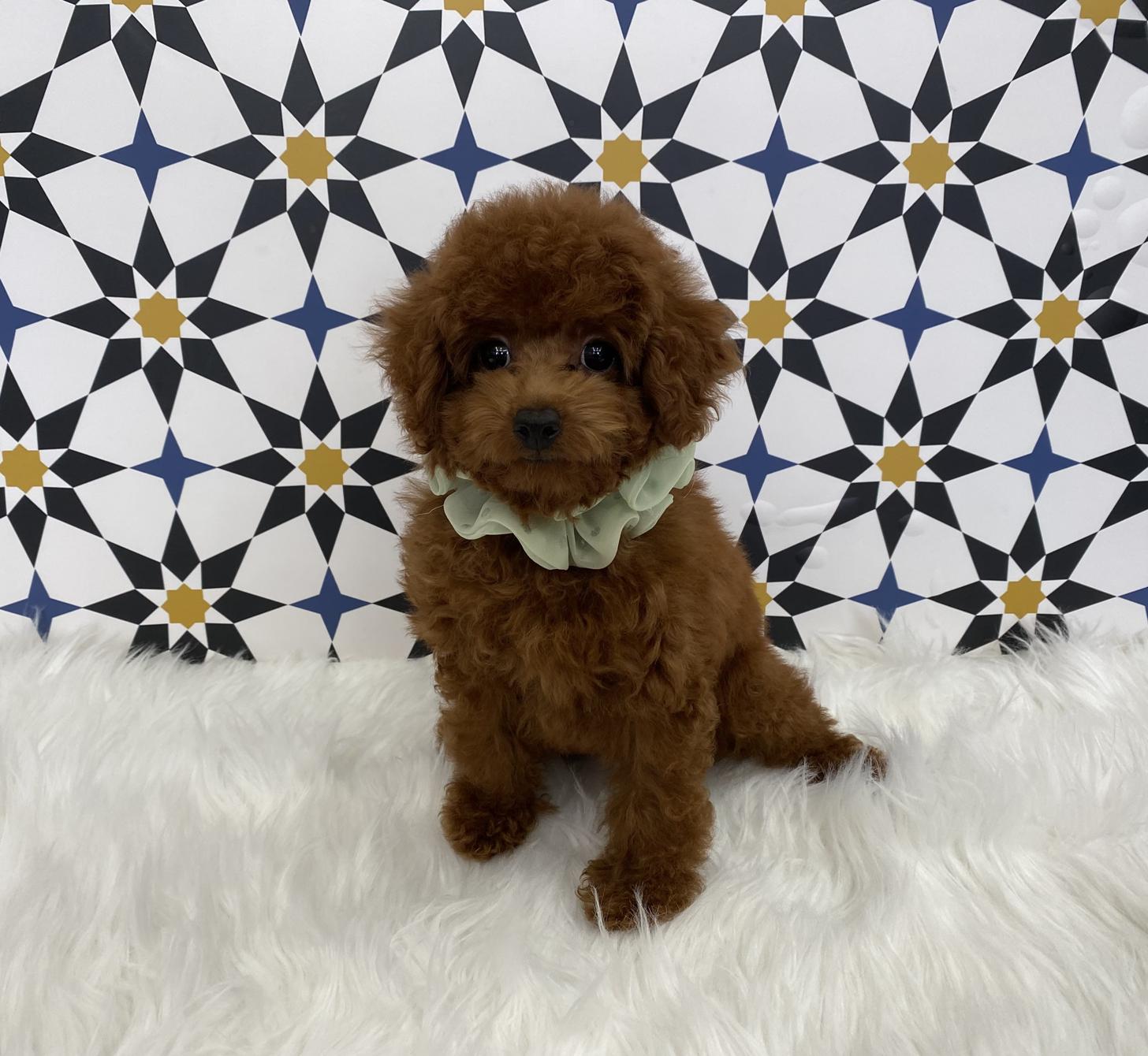 大阪府のタイニープードル (ぱぴぷぺっと大阪店/2025年4月9日生まれ/男の子/レッド)の子犬の3枚目の画像