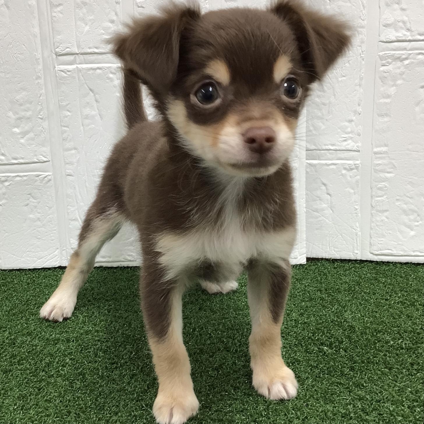 熊本県のチワワ(ロング) (ニコペットセレクト ドッグズホーム八代店/2026年1月7日生まれ/女の子/チョコレートタン)の子犬