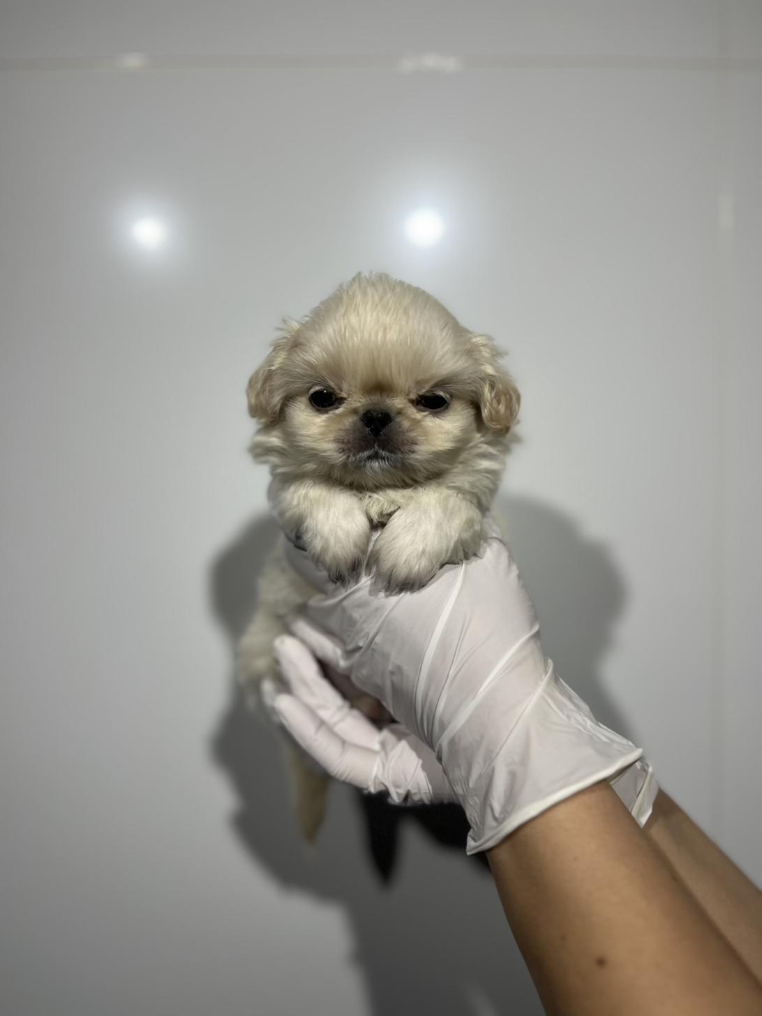 埼玉県のペキニーズ (ペッツスマイル加須インター店/2025年11月3日生まれ/女の子/ホワイト)の子犬の1枚目の画像