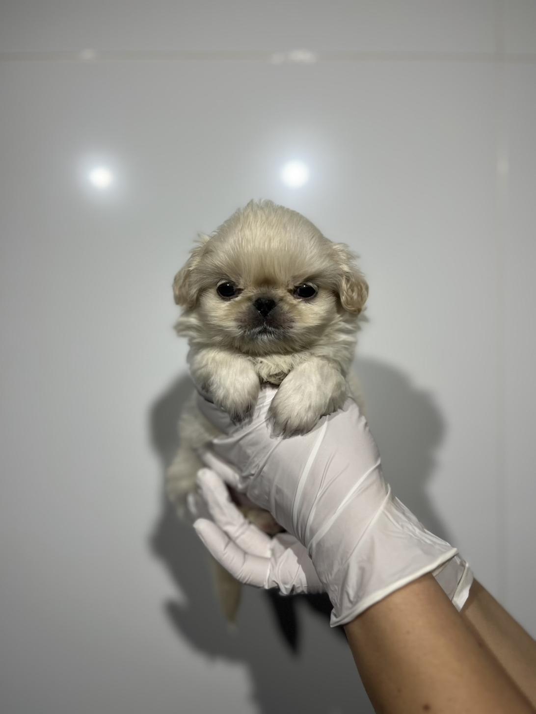 埼玉県のペキニーズ (ペッツスマイル加須インター店/2025年11月3日生まれ/女の子/ホワイト)の子犬の2枚目の画像