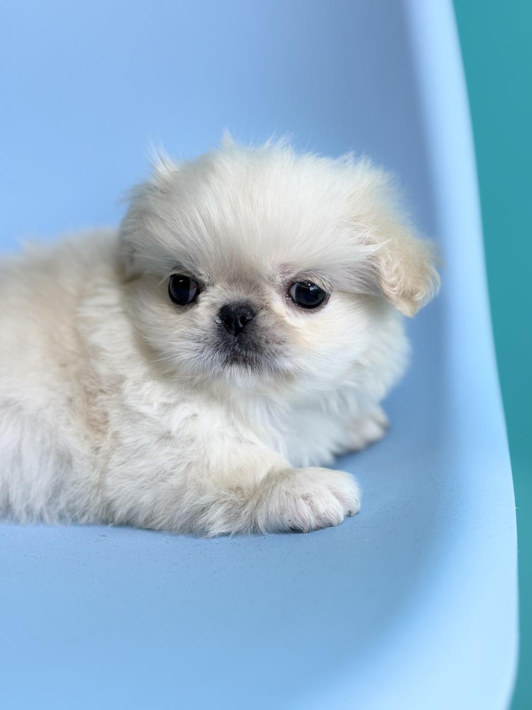 埼玉県のペキニーズ (ペッツスマイル加須インター店/2025年11月3日生まれ/女の子/ホワイト)の子犬の2枚目の画像