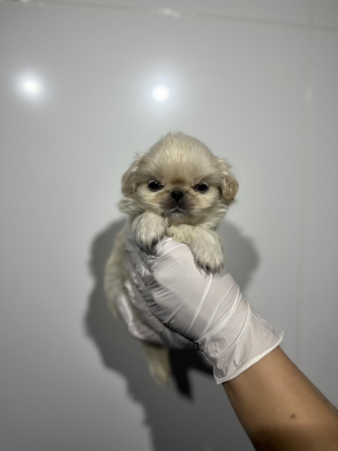 埼玉県のペキニーズ (ペッツスマイル加須インター店/2025年11月3日生まれ/女の子/ホワイト)の子犬の3枚目の画像