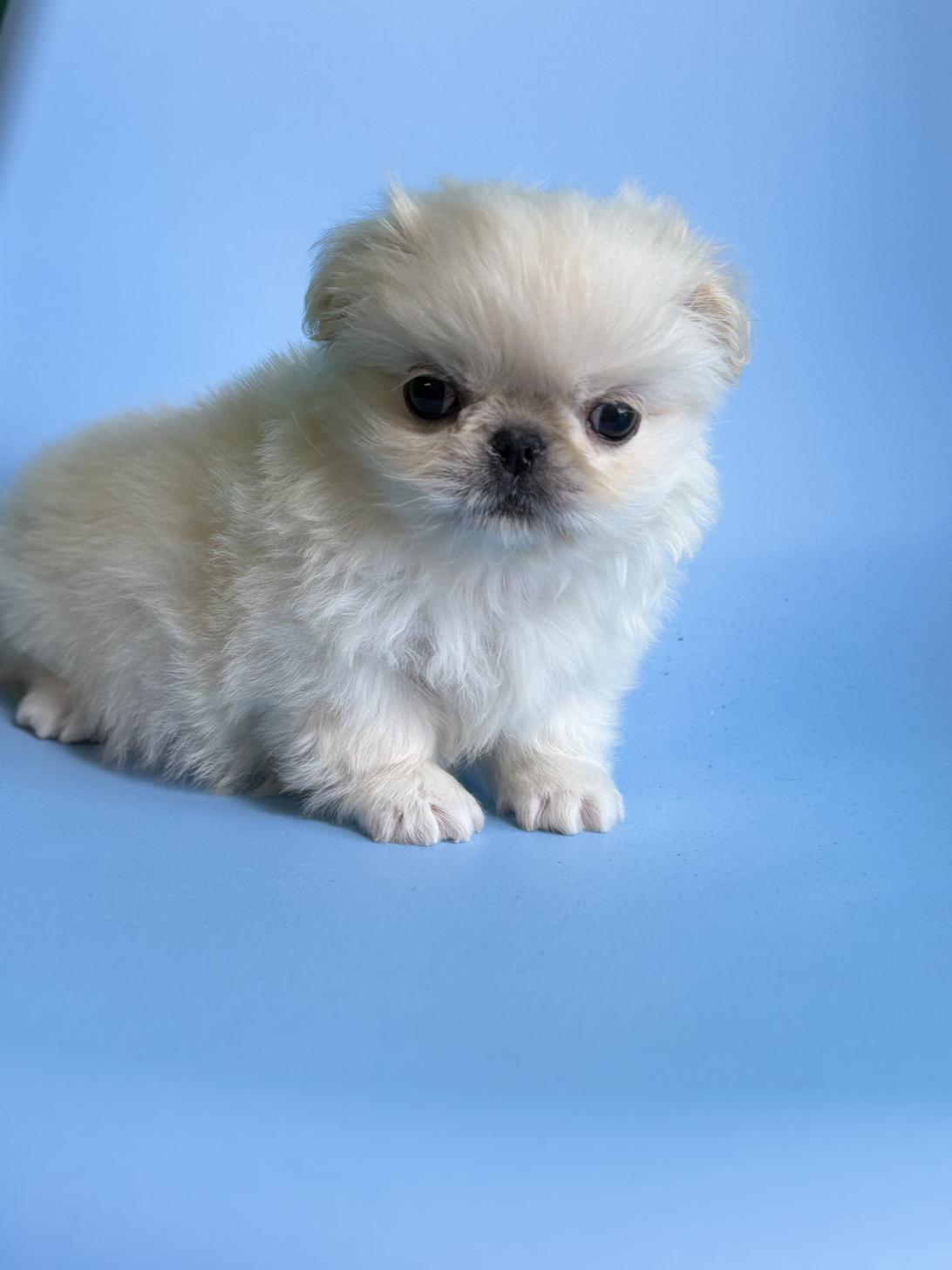 埼玉県のペキニーズ (ペッツスマイル加須インター店/2025年11月3日生まれ/女の子/ホワイト)の子犬の3枚目の画像