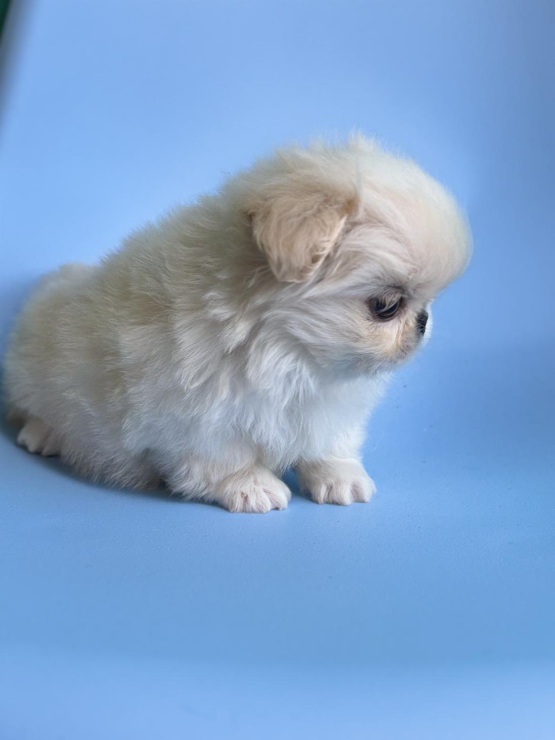 埼玉県のペキニーズ (ペッツスマイル加須インター店/2025年11月3日生まれ/女の子/ホワイト)の子犬の4枚目の画像