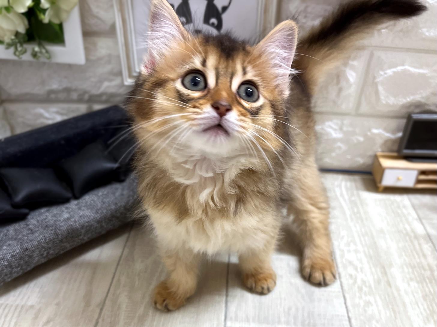 和歌山県のソマリ (DOGMAN和歌山中之島店/2026年3月28日生まれ/女の子/ルディ)の子猫の2枚目の画像