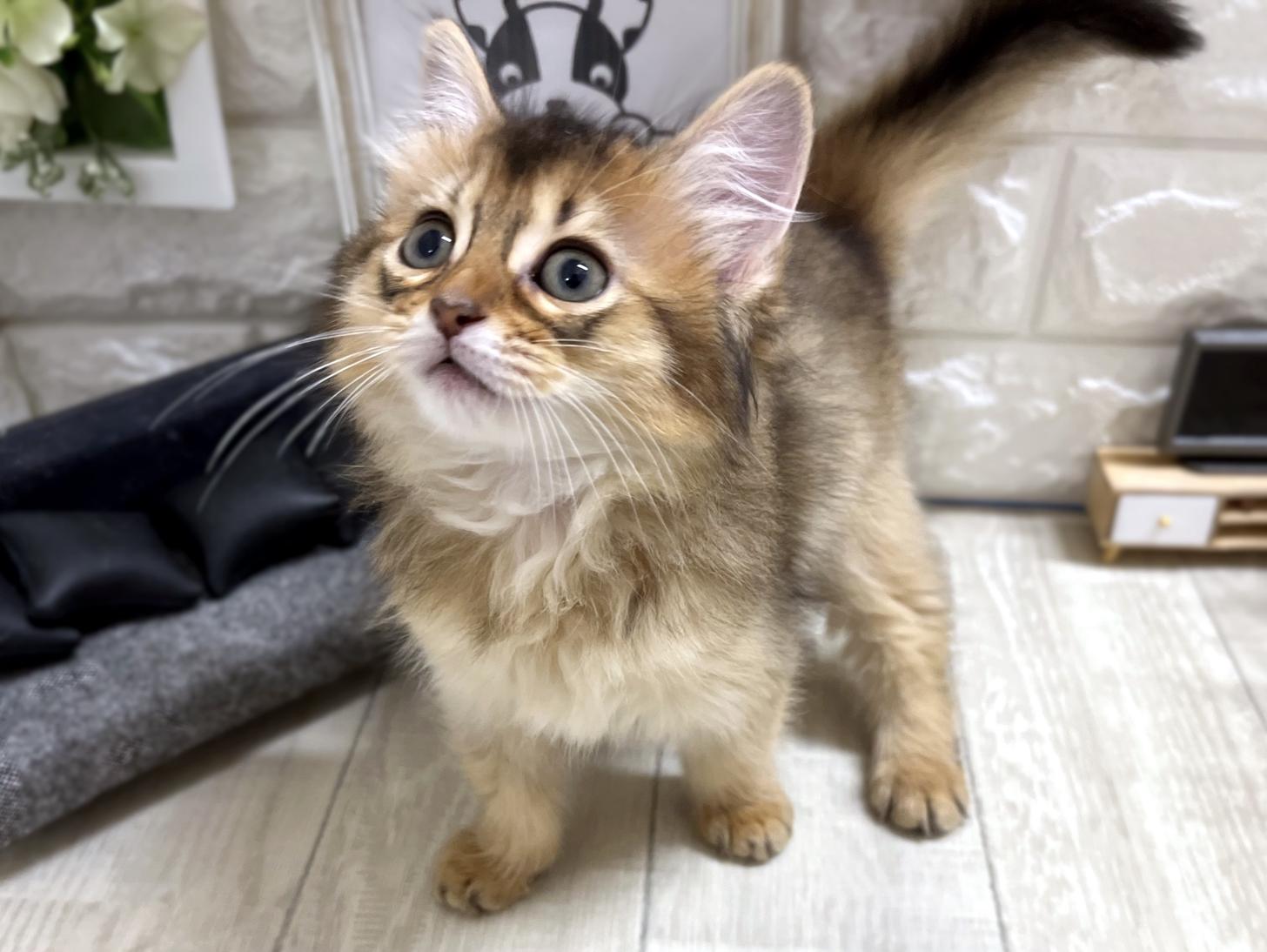 和歌山県のソマリ (DOGMAN和歌山中之島店/2026年3月28日生まれ/女の子/ルディ)の子猫の3枚目の画像