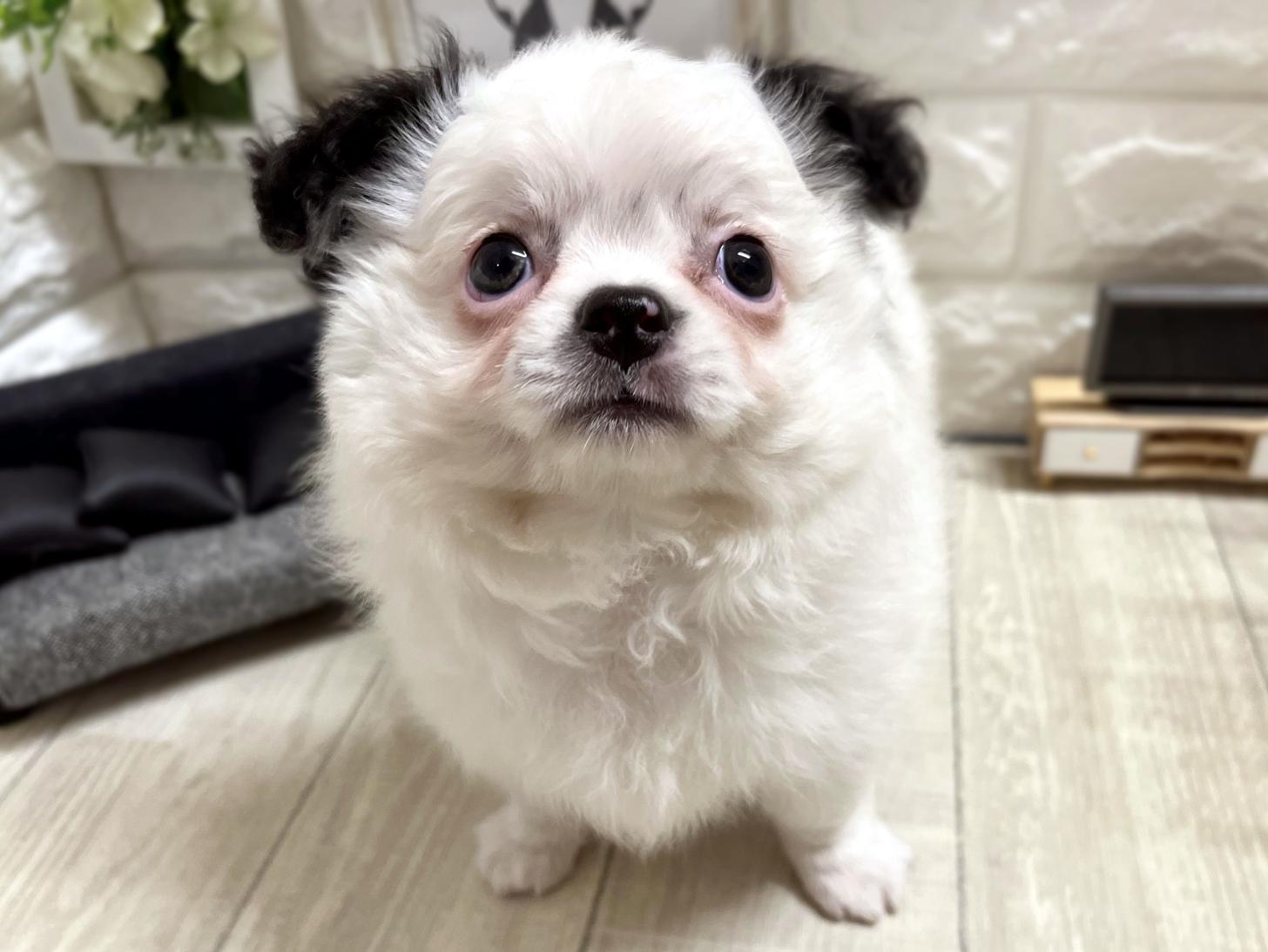 和歌山県のチワワ(ロング) (DOGMAN和歌山店/2026年4月10日生まれ/男の子/ホワイトブラック)の子犬