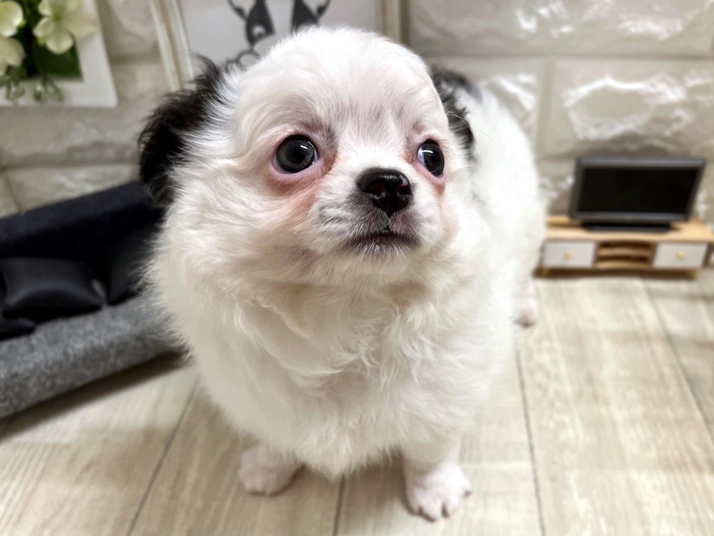 和歌山県のチワワ(ロング) (DOGMAN和歌山店/2026年4月10日生まれ/男の子/ホワイトブラック)の子犬の3枚目の画像
