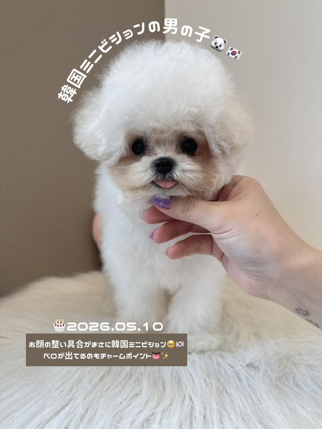 埼玉県のビションフリーゼ (PETSHOP FATIS/2026年5月10日生まれ/男の子/ホワイト)の子犬の1枚目の画像